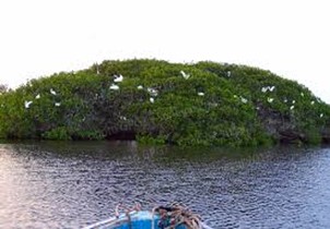 Toubacouta - Reserve de Fathala - Saly