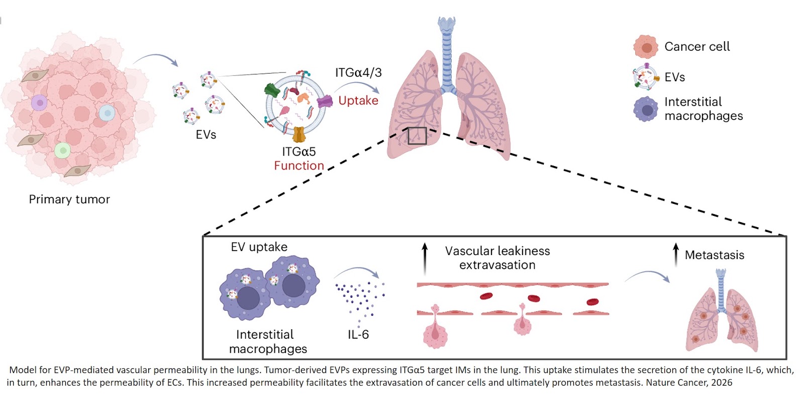 Tumoral extracellular vesicles and particles reprogram interstitial macrophages in the lung to promote vascular permeability and metastasis