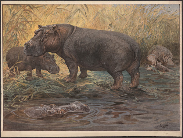 Flodhest 1909
