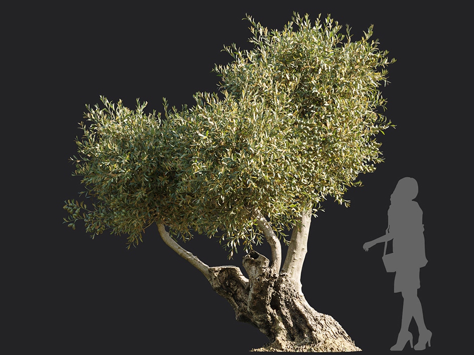Maxtree - Plant Models Vol.113