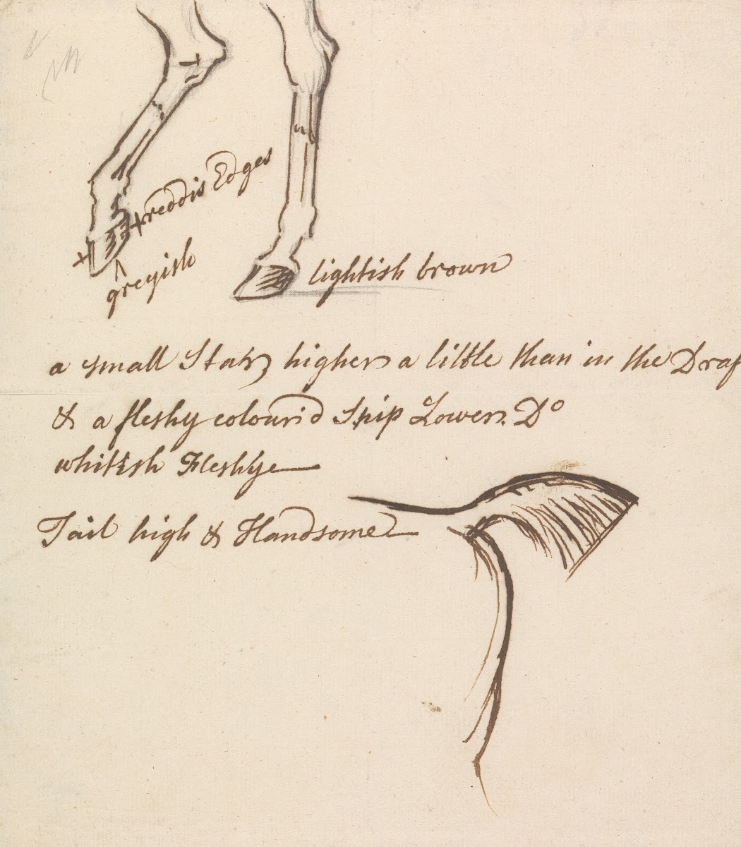 Hind Legs and Tail of a Horse