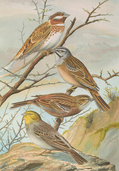 Emberiza leucocephala Gmel Emberiza cia Emberiza cinerea Strickl