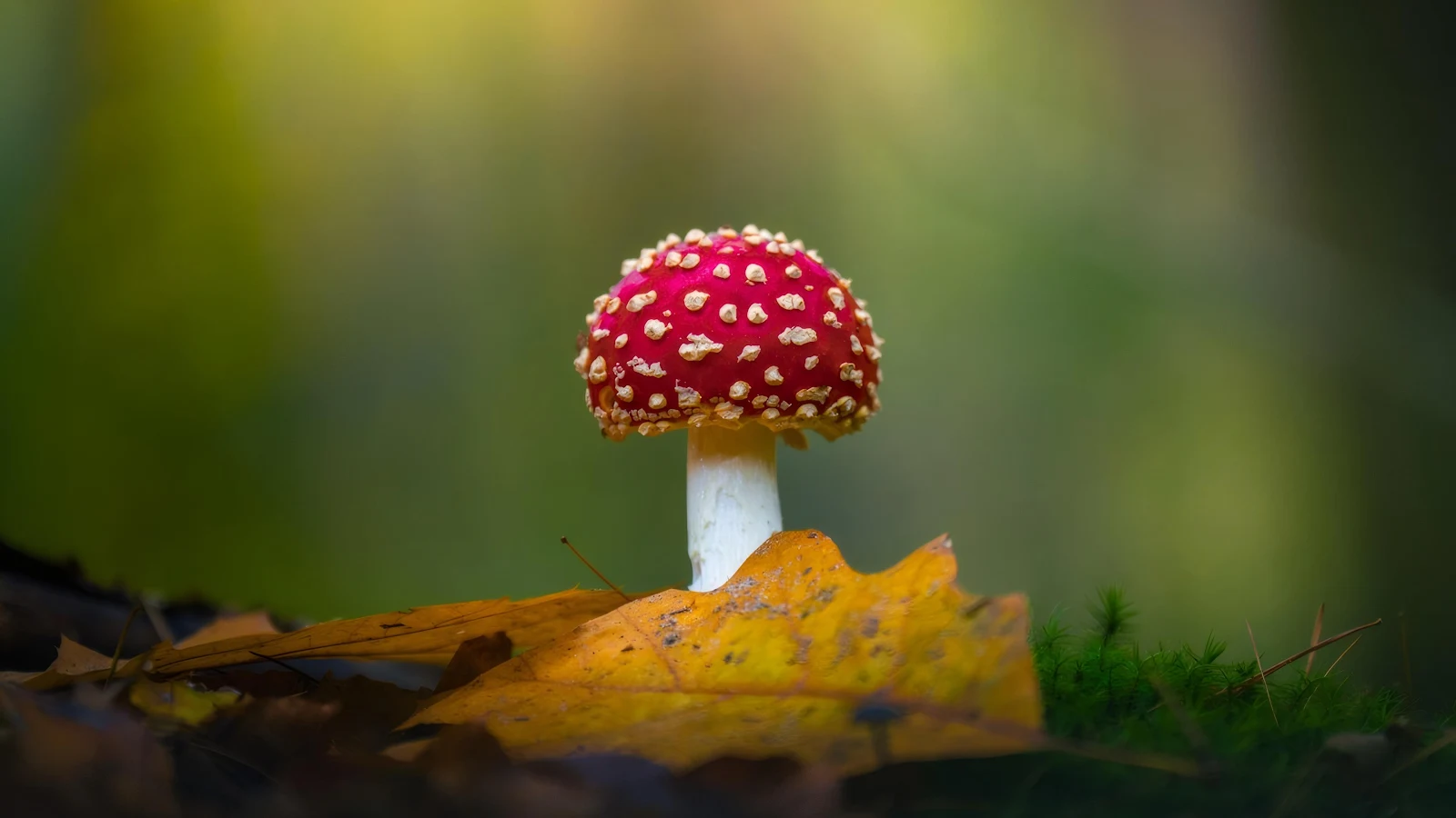 Fly Agaric, Toadstool, Autumn, Forest 4K Desktop Wallpaper