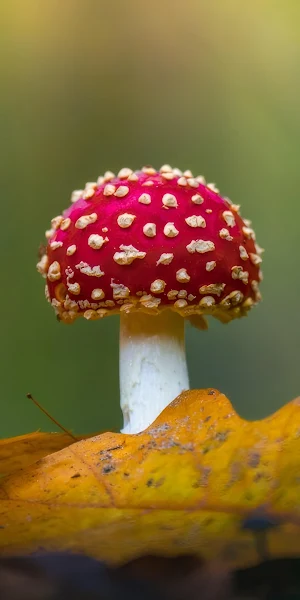 Fly Agaric, Toadstool, Autumn, Forest 4K Wallpaper Background