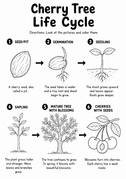 Cherry Tree Life Cycle Worksheet