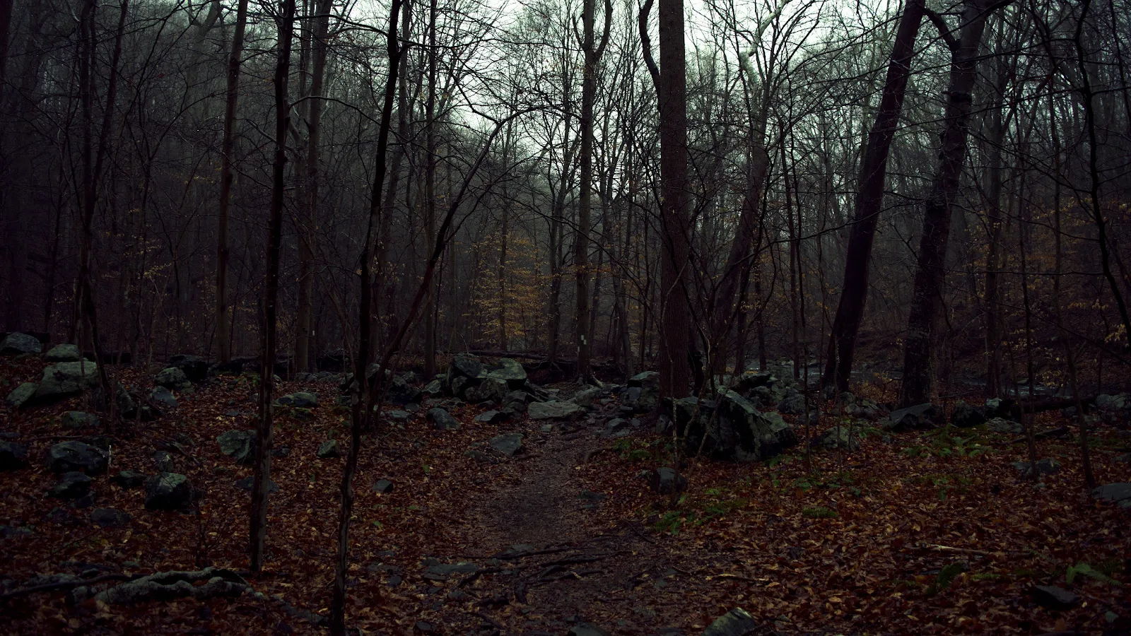 Forest, Fall, Rocks 4K Desktop, iPhone Wallpaper Background