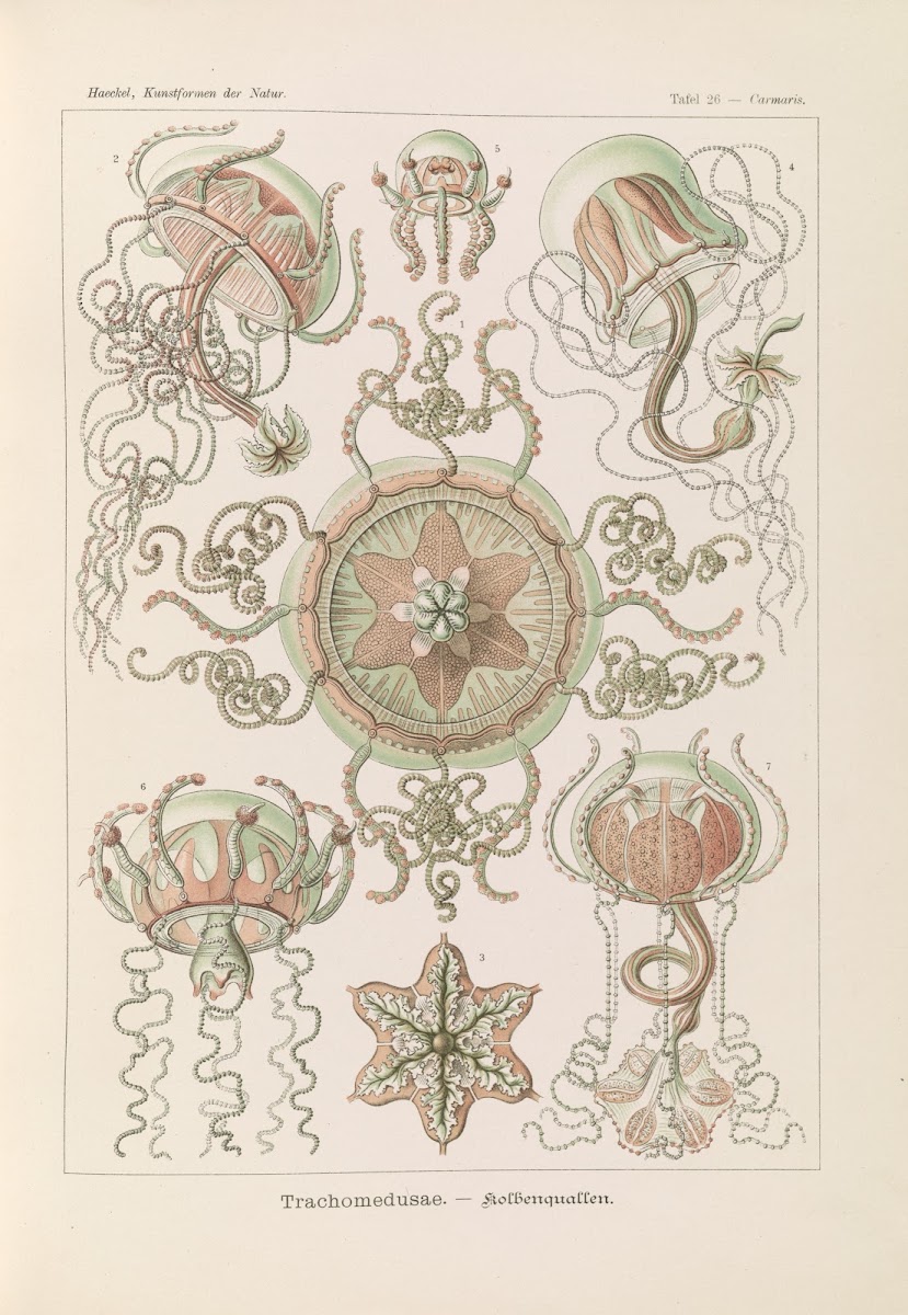 Trachomedusae  Kolbenquallen 1904