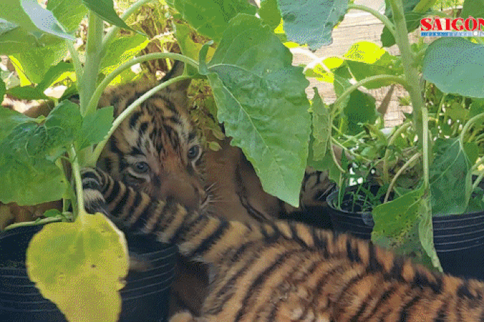 3 'nhóc tỳ' hổ Bengal vừa ra đời ở vườn thú Safari Quy Nhơn khiến du khách mê mẩn - Báo Sài Gòn Giải Phóng
