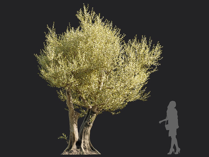 Maxtree - Plant Models Vol.113