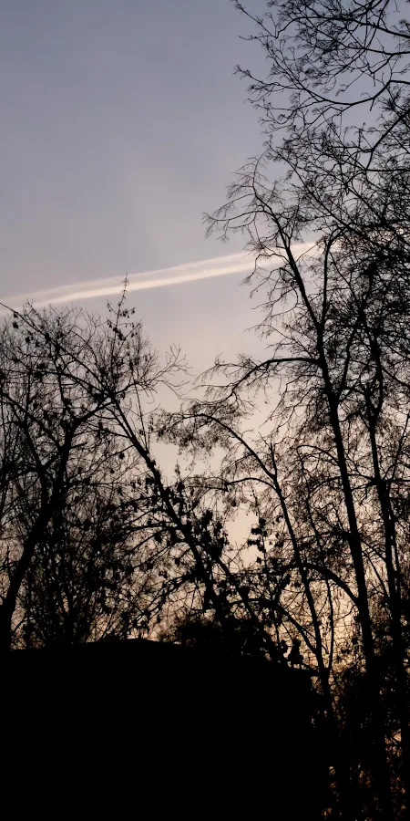 Bare Trees At Twilight Sky 4K Phone Wallpaper