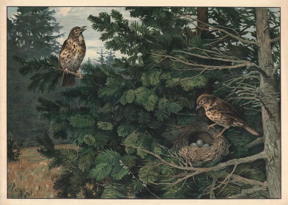 Song thrush 1912