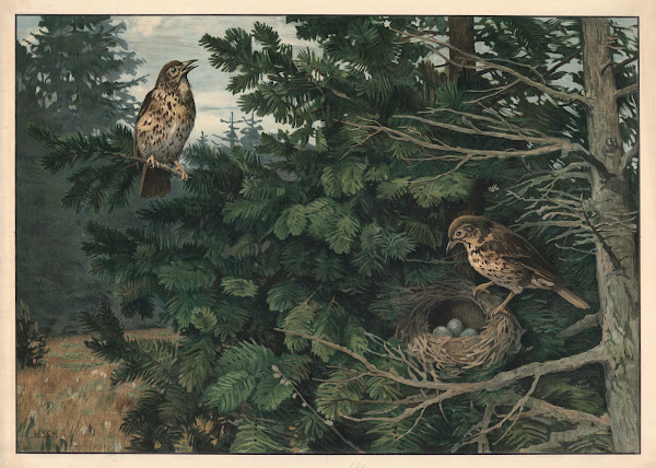 Song thrush 1912