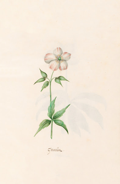 Geraniüm 1692