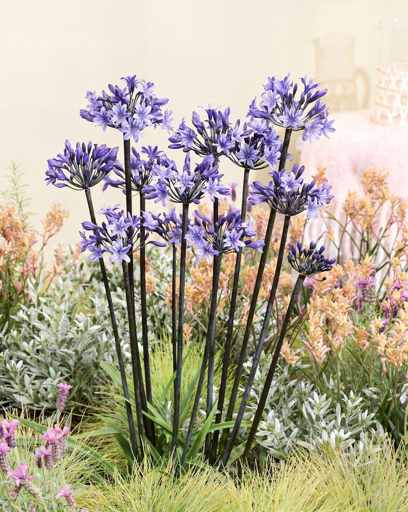 Agapanthus 'Black Arrow' in piena fioritura, giglio africano con steli scuri in giardino