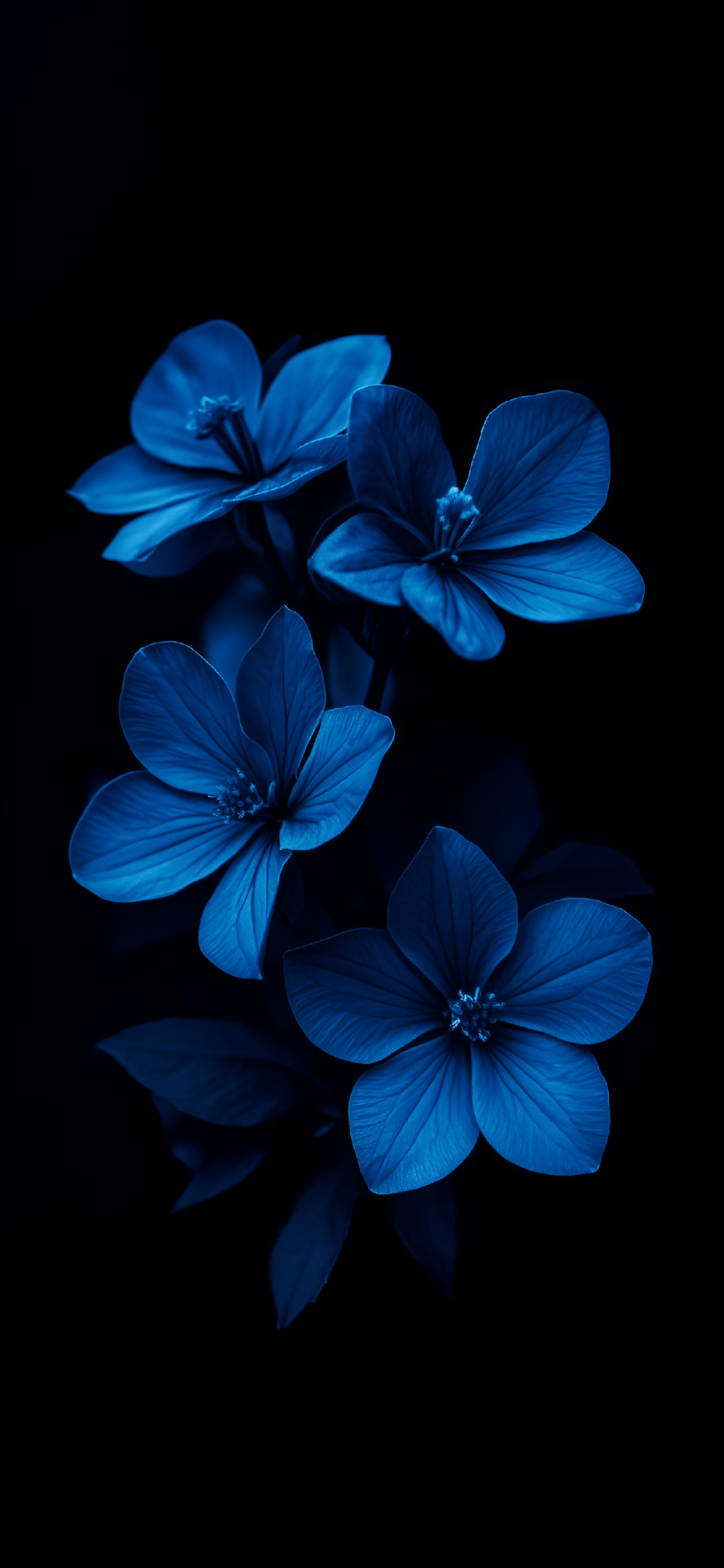 Dramatic Deep Blue Flowers Against Pure Black Background - Free 4K mobile Wallpaper