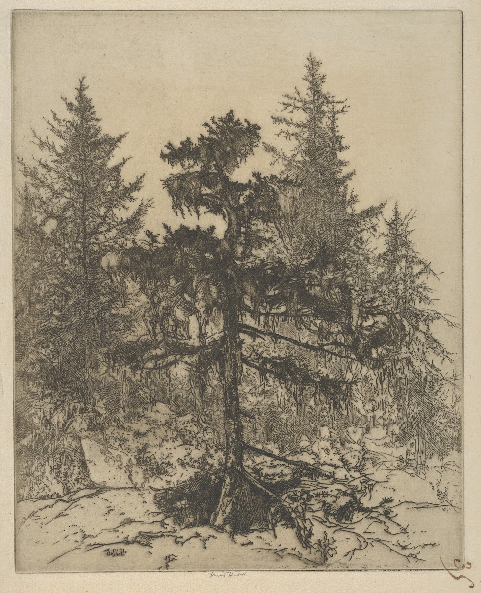Moss Bride 1900 1925