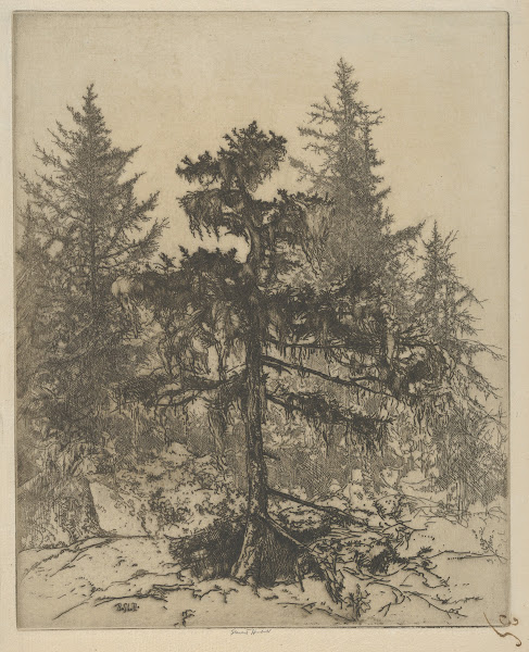 Moss Bride 1900 1925