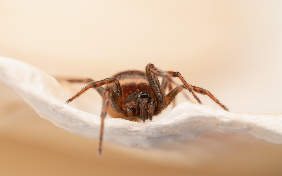 Steatoda bipunctata