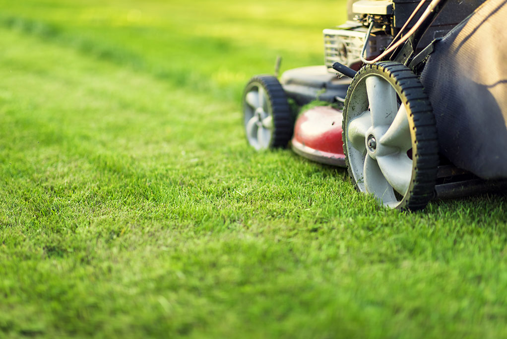 Freshly mowed lawn