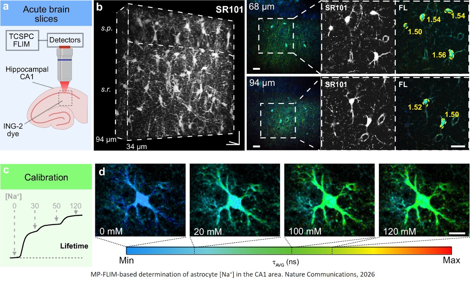 Cellular and subcellular heterogeneity of astrocytic Na+ homeostasis tuning astrocytes into functionally distinct subgroups in the mouse brain