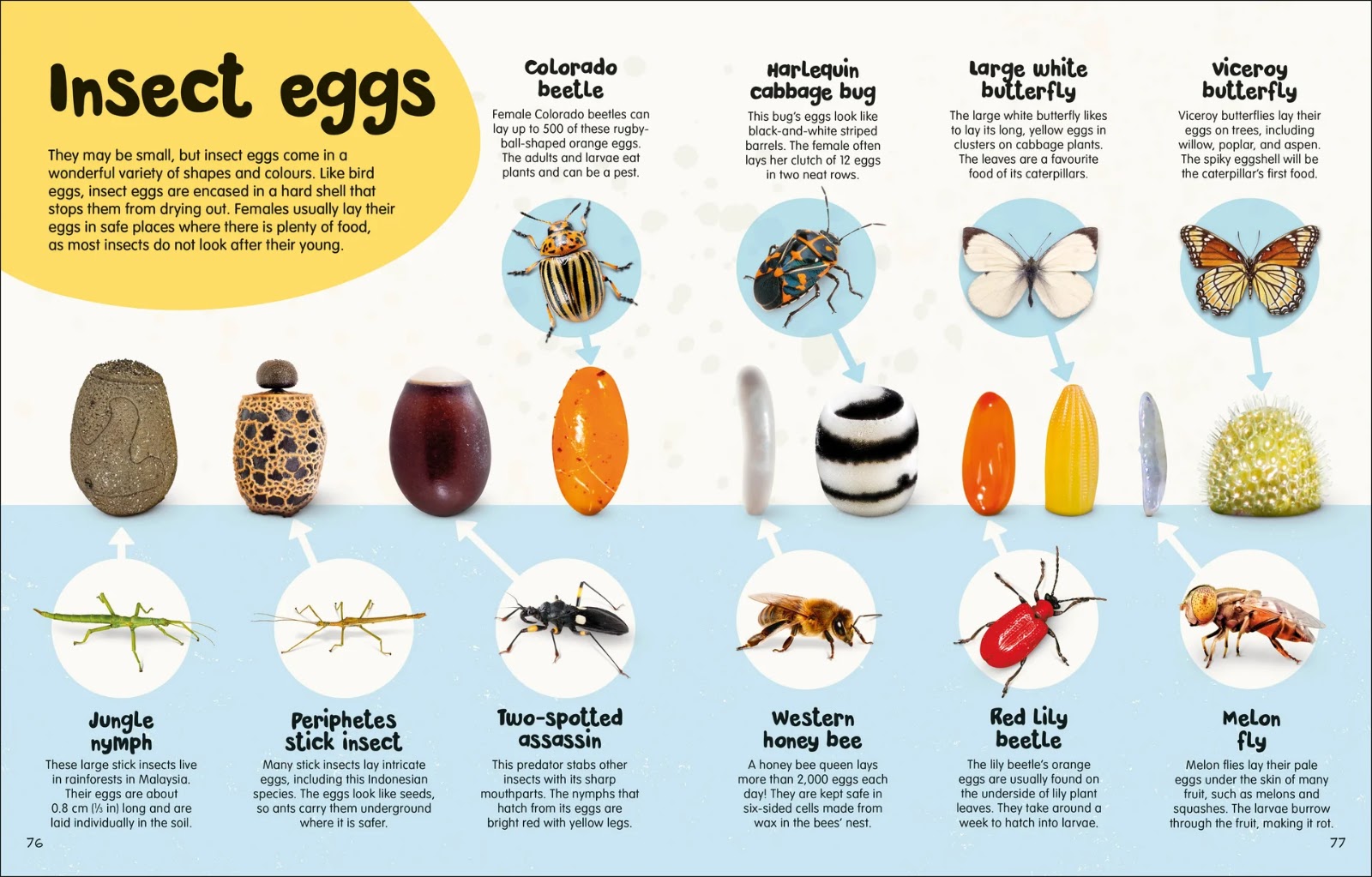 The Egg Book — gambar 6