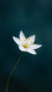 Macro Photo of a Single White Starflower on a Deep Teal Background