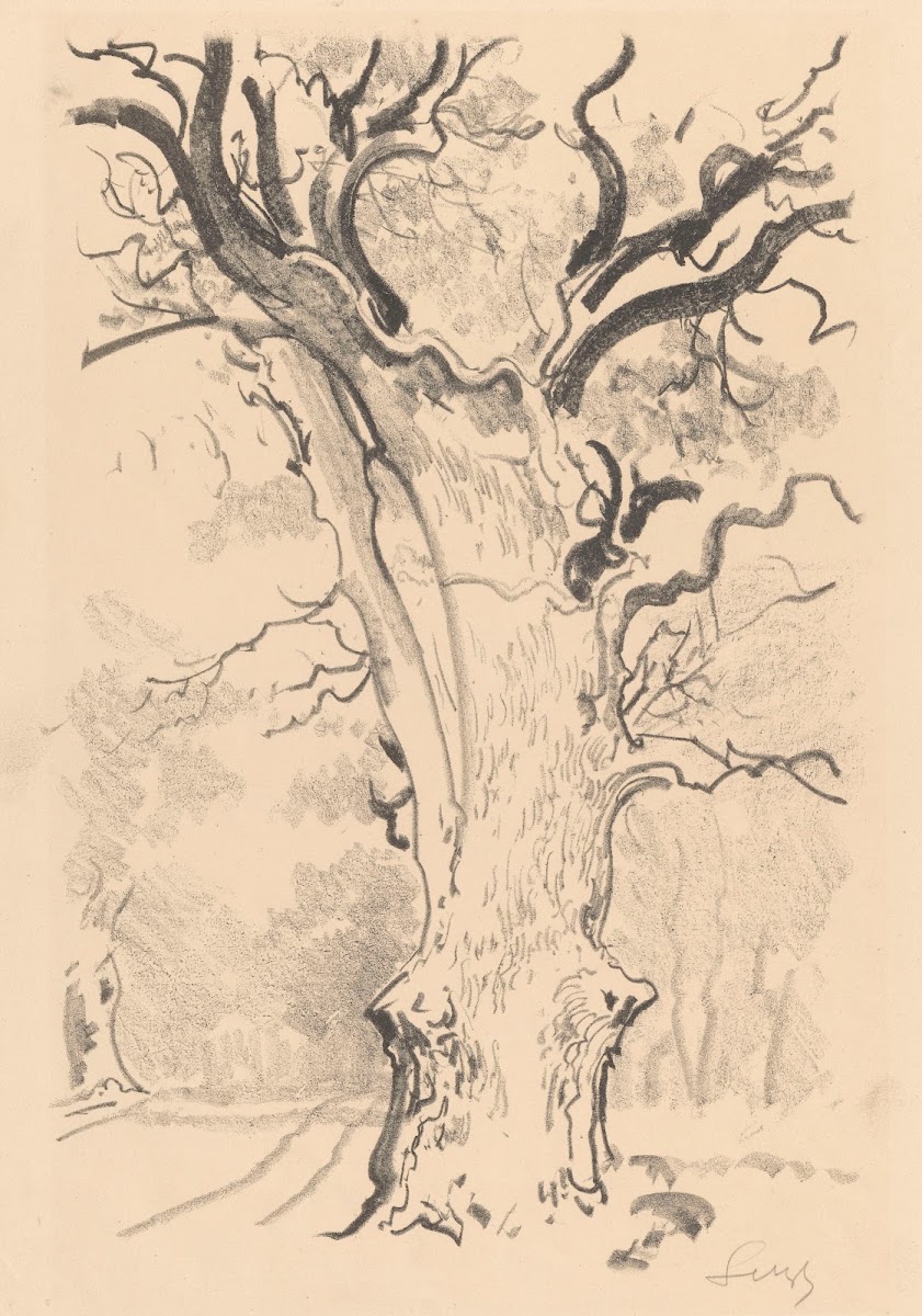 Oak About Rogalin 1926