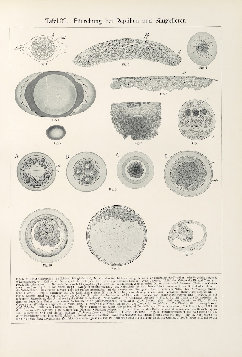 Eifurchung bei Reptilien und Saugetieren 1909