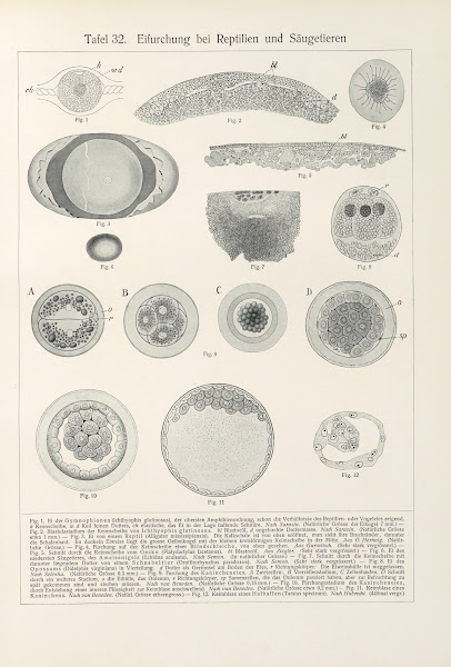 Eifurchung bei Reptilien und Saugetieren 1909