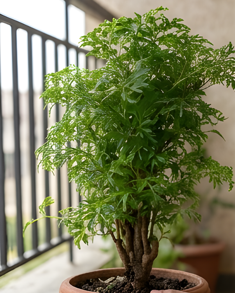 Aralia Green Plant — view 6
