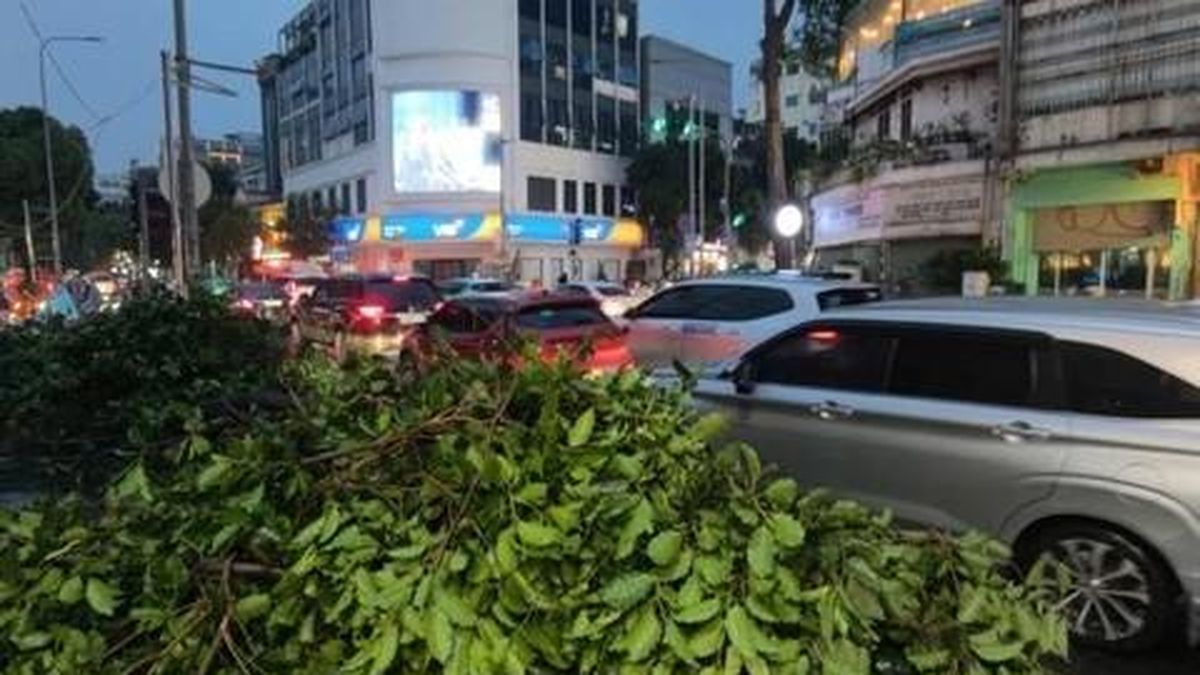 Sau cơn mưa, một cây xanh bật gốc, đè lên hai ôtô ở trung tâm TPHCM - Công An TP.HCM