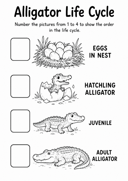 Alligator Life Cycle Worksheet