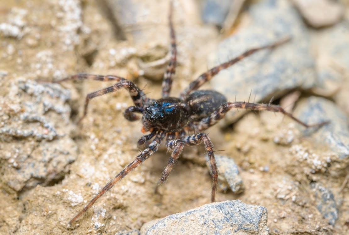 Pardosa sp.