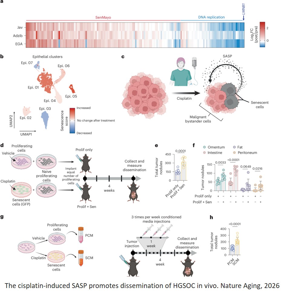 The chemotherapy-induced senescence- associated secretome promotes cell  detachment and metastatic dissemination through metabolic reprogramming