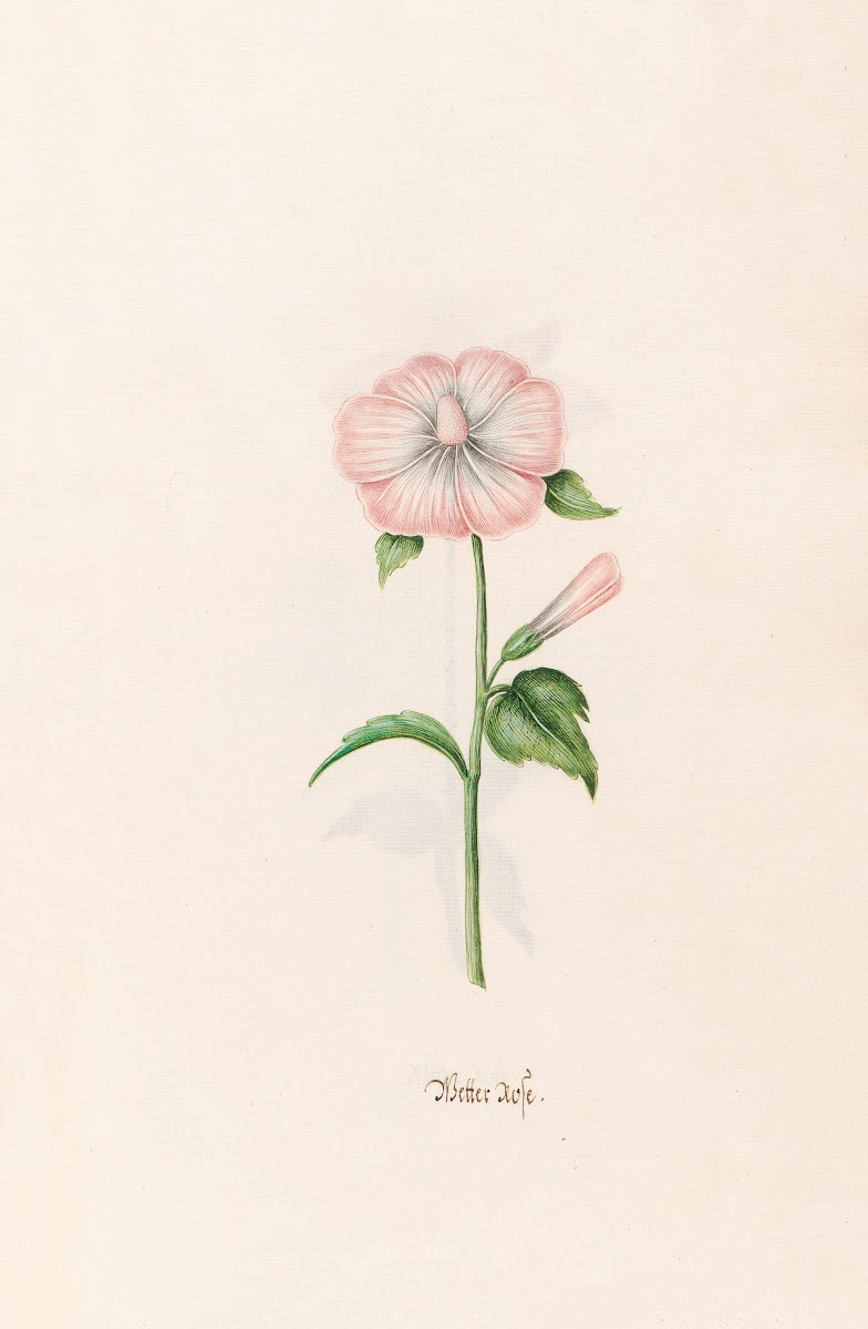 Wetter rose 1692