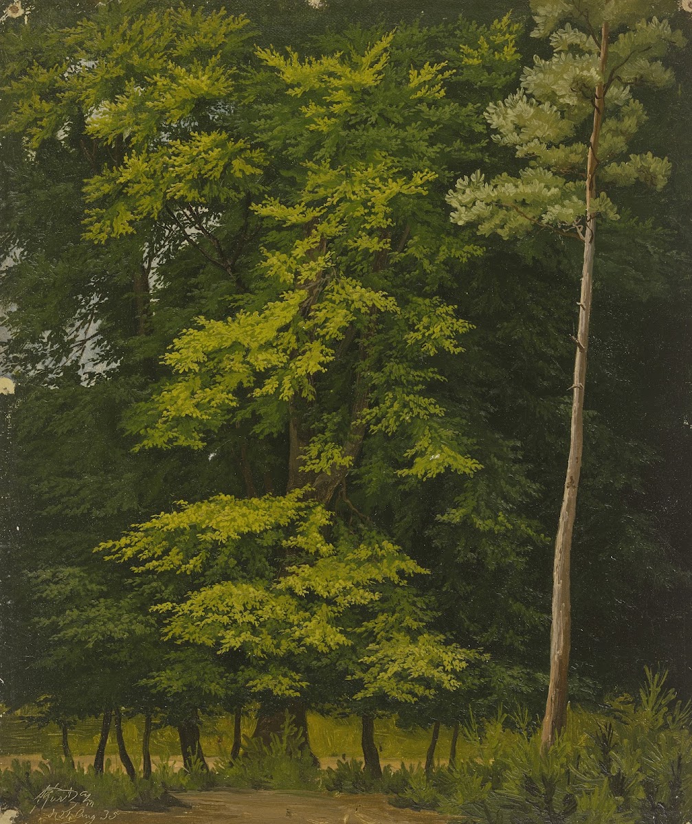 Broadleaf forest study in oil 1835