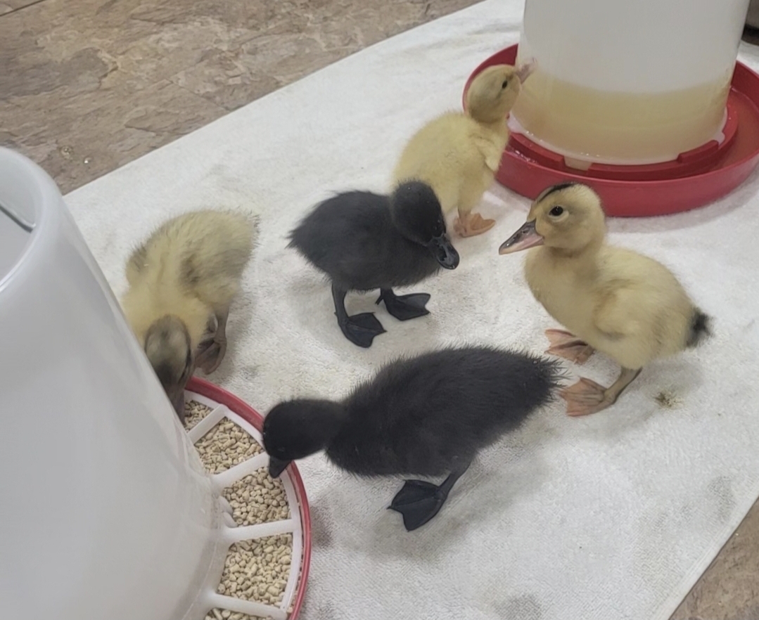 Silver Appleyard Duckling, Cayuga Duckling, Saxony Duckling, Welsh Harlequin Duckling