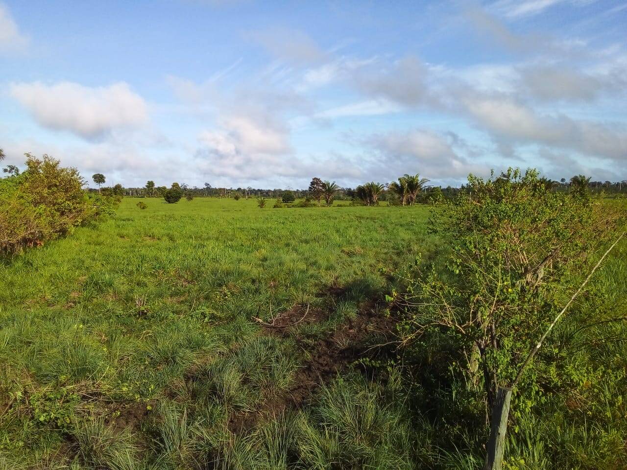 Fazenda em Tucuruí-PA 3