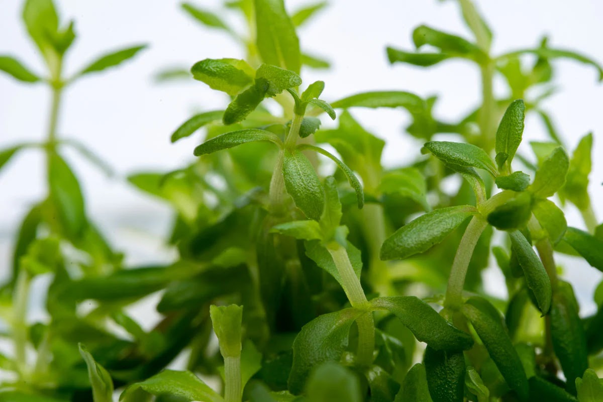 Limnophila sp. "Vietnam"
