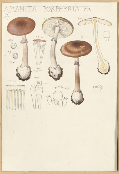 Amanita porphyria Fr 1915 1945