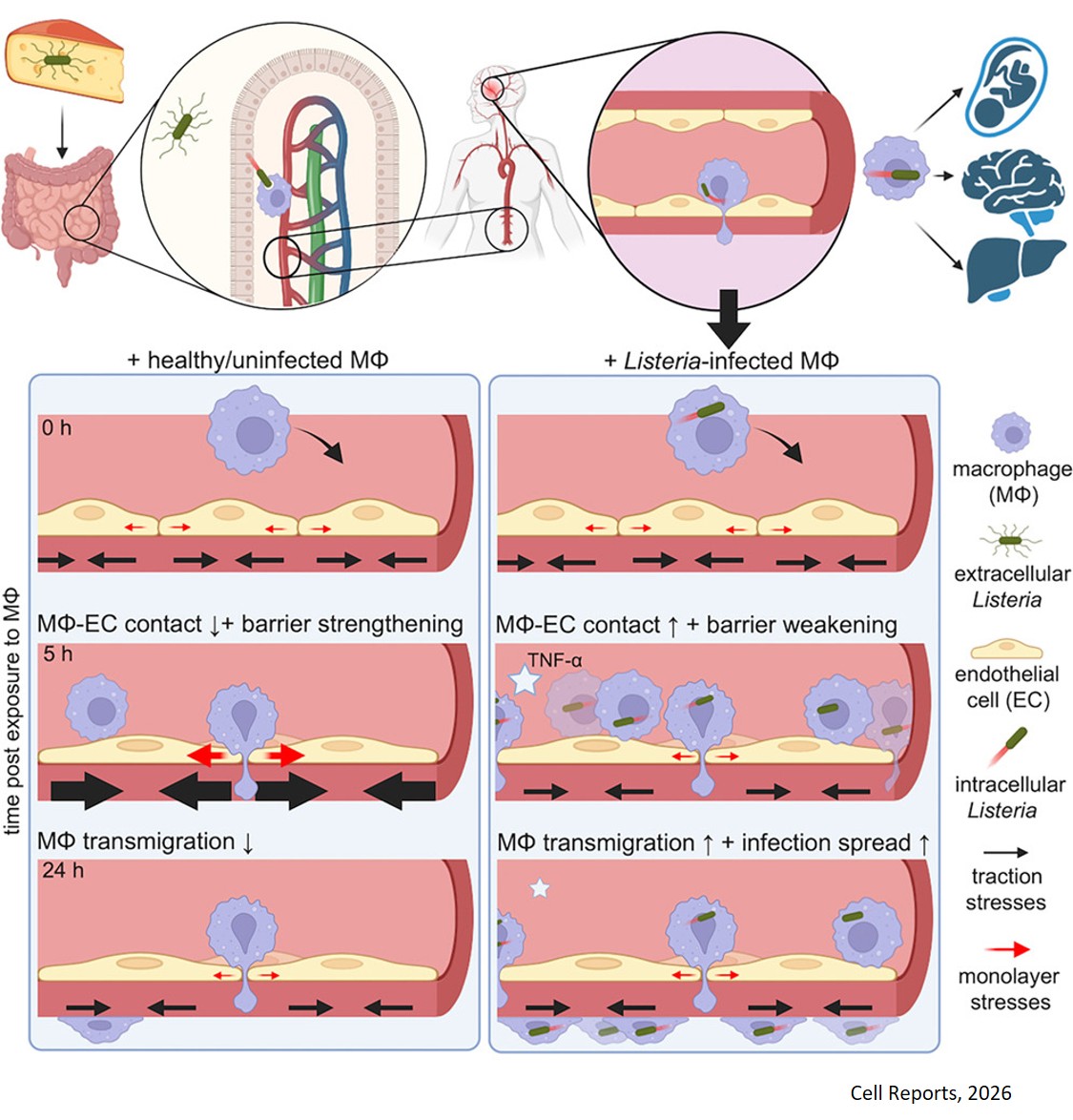 Listeria-infected macrophages promote biomechanical alterations in endothelial cell monolayers for transmigration