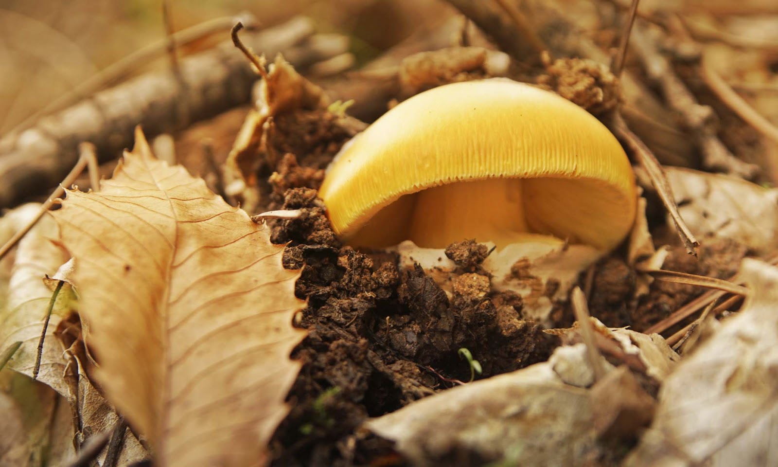 Golden-brown mushroom emerging from dark soil among fallen autumn leaves in the Sierra de Aracena.