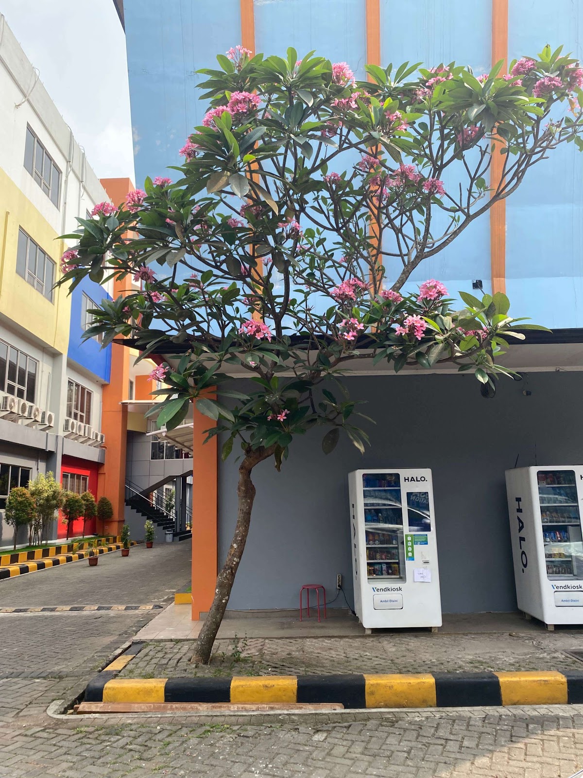 image of Plumeria Plant