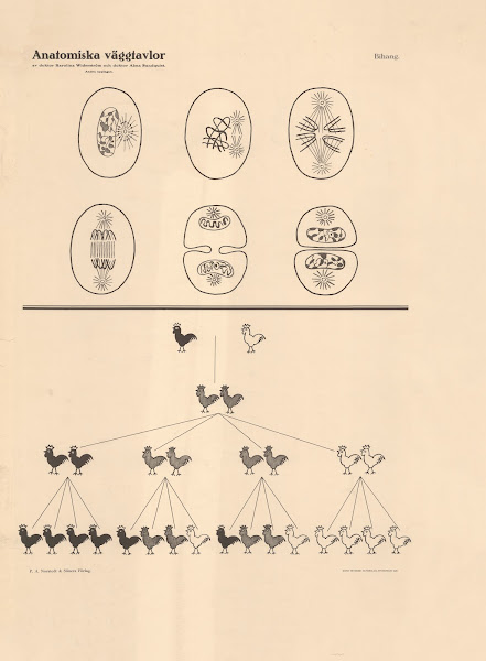 Appendix to Cell division and Mendelian segregation 1928
