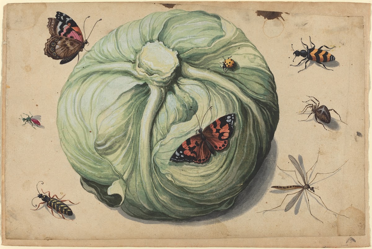 Head of Cabbage with Insects early 17th century