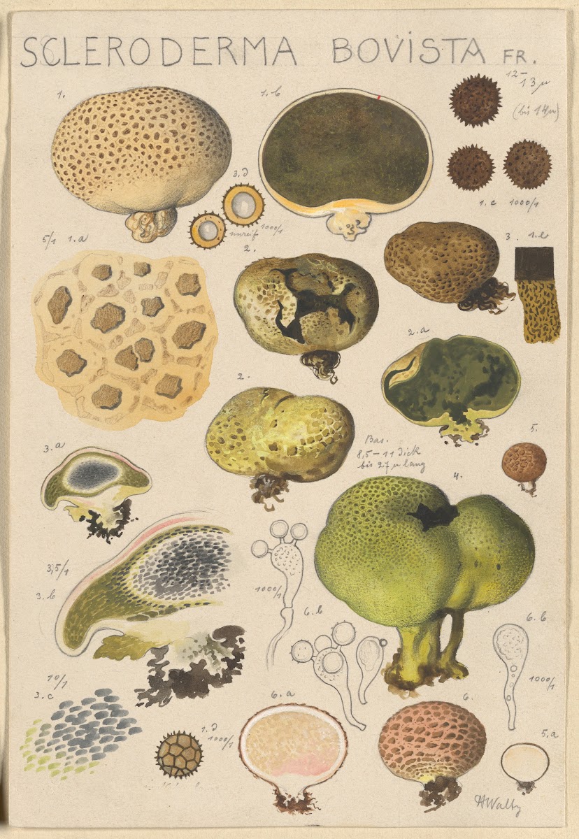 Scleroderma bovista 1915 1945