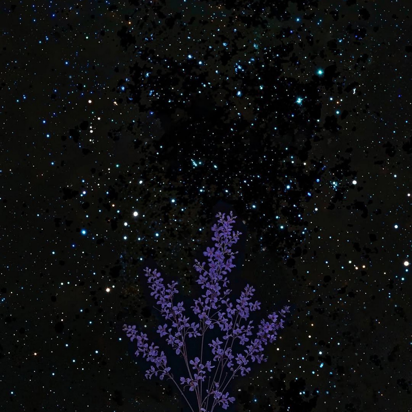 Download Lavender Under Starry Sky Full HD iPhone