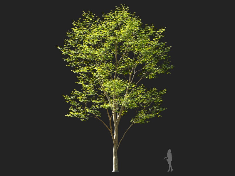 Maxtree - Plant Models Vol.114