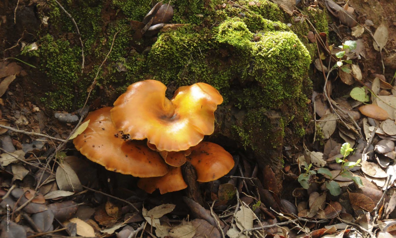 Cluster of small orange mushrooms growing beside moss-covered tree roots in the Sierra de Aracena.