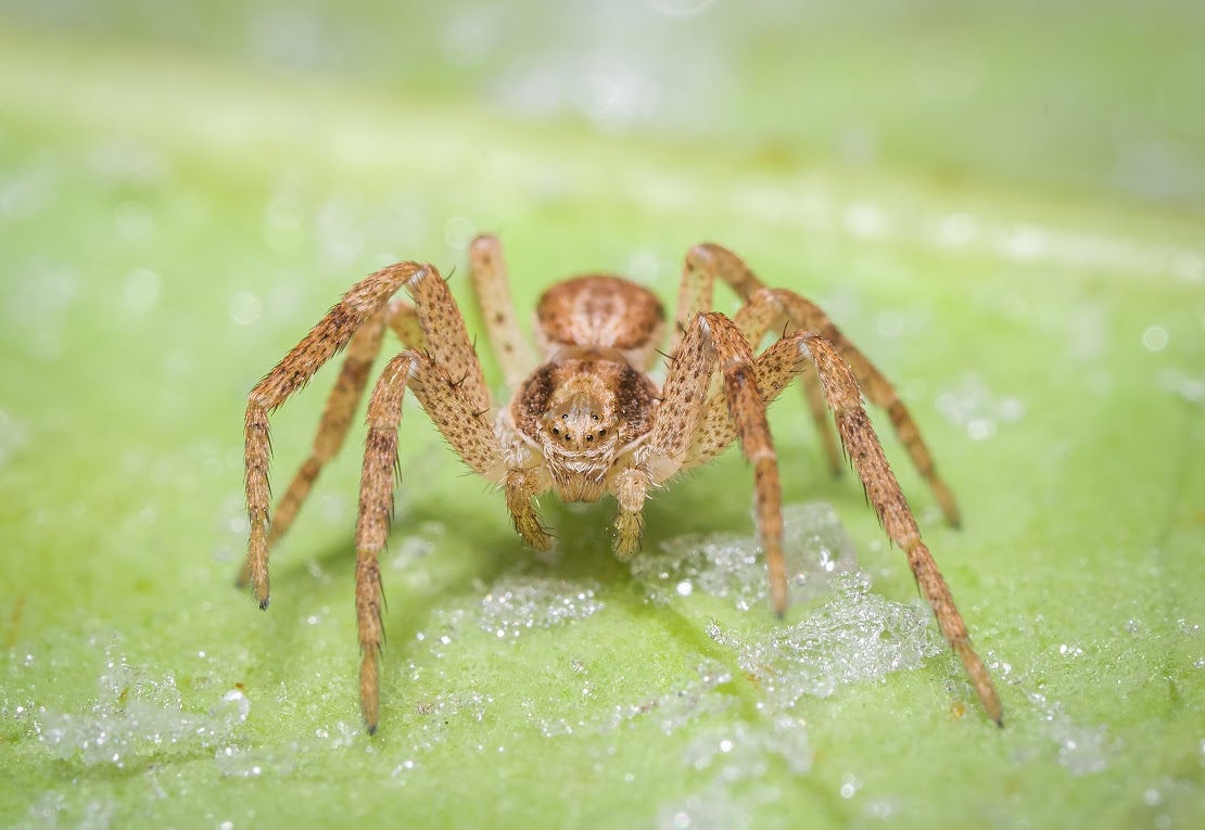 Philodromus sp.